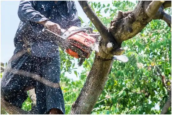 tree services Poplar